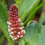Persicaria tridentata angustifolia